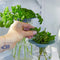 model pulling a leaf of herb in blue/green product keepers