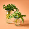 set of 2 blue/green product keepers with vases herbs inside